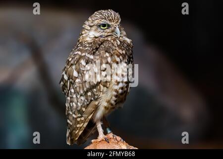 Ritratto di gufo (Athene cunicularia) Foto Stock