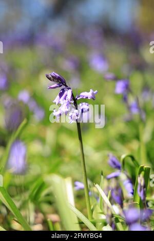 Bluebells in un legno di bluebell, in parte ancora in germoglio, profondità di campo poco profonda per isolare il fiore Foto Stock