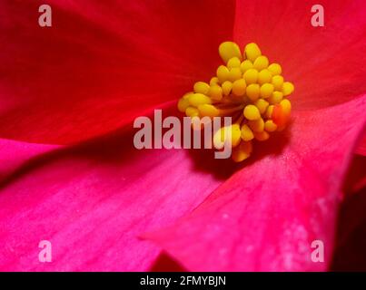 Una macro di un fiore begonia Foto Stock