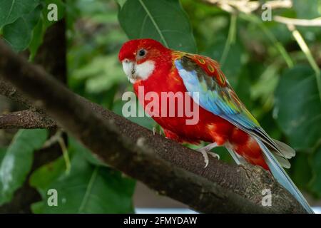 Una rosella orientale luminosa rossa e gialla (Platycercus eximius) parrot o parakeet è una rosella arroccata su un ramo Foto Stock