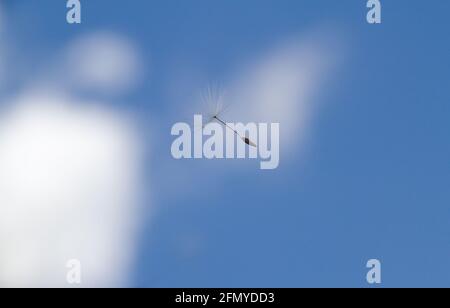 La lanugine di un dente di leone che galleggia in un blu cielo con nuvole bianche Foto Stock