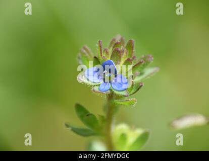 Fiore blu pallido della pianta di Veronica arvensis. Situato in un campo erboso il giorno di sole, Munilla, la Rioja, Spagna. Foto Stock