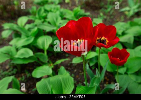 tulipani rossi primi piano vista dall'alto. nucleo tulipano con resistenza Foto Stock