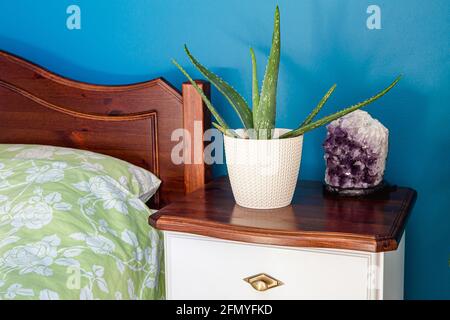 Aloe vera pianta domestica che cresce in bianco intrecciato pentola modello in blu parete casa camera da letto, vista ravvicinata. Miglioramento della qualità dell'aria. Foto Stock