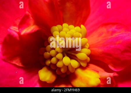 Una macro di un fiore begonia Foto Stock