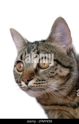 Il gatto è isolato su sfondo bianco. Ritratto di un animale. Curioso giovane gatto tabby siede e guarda nella macchina fotografica. Primo piano. Kitten adolescente veterinario e pubblicità layout. Foto Stock