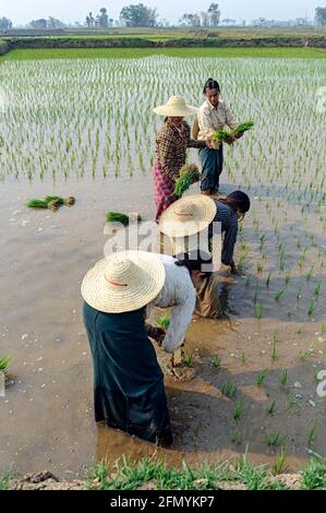 Donne che lavorano in una risaia allagata, piantano giovani piante di riso sotto il sole luminoso, mostrando lavoro agricolo rurale. Shan, Myanmar Foto Stock