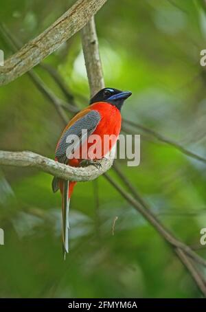 Trogon (Harpactes duvaucelii) maschio adulto arroccato sulla vite Taman Negara NP, Malesia Febbraio Foto Stock