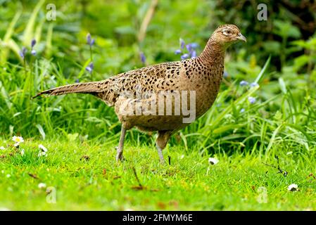 Female comune fagiano Phasianus colchicus in un giardino di Norfolk UK. Foto Stock
