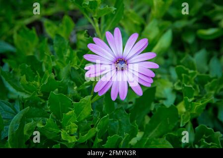 Daisies africane o Osteospermum o cespugli Daisy pianta con completamente aprire fiori viola chiaro fiore petali e giallo colorato a. viola scuro al centro attivo Foto Stock