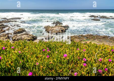 Primavera in California sulla costa di Big sur, fiori in piena fioritura Foto Stock