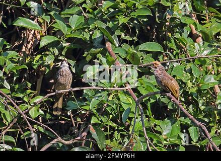 Bulbul (Pycnonotus zeylanicus) a testa di paglia appollaiato sul duetto di bush Taman Negara NP, Malesia Febbraio Foto Stock