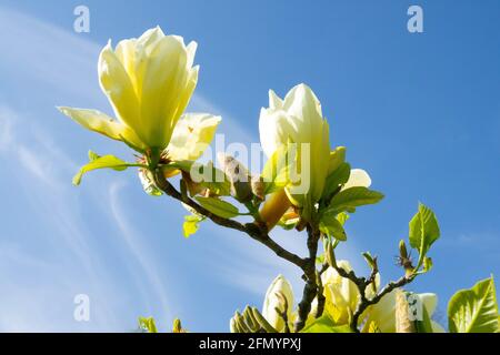 Fioritura di alberi di Magnolia gialli "Farfalle" Foto Stock