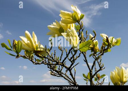 Fioritura di alberi di Magnolia Magnolia "farfalle" Magnolia gialla Foto Stock