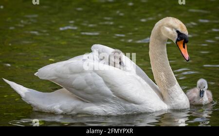 Primo piano di donna muto Swan in acqua con i cigneti, uno a cavallo sulla sua schiena Foto Stock