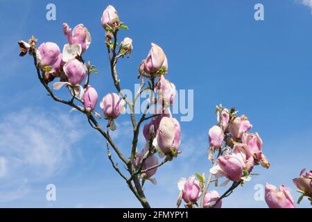 Magnolia 'Lennei' albero di magnolia fiore Foto Stock