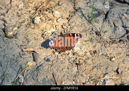 La farfalla di Peacock nome latino Aglais Io seduto a terra primo piano. Foto Stock