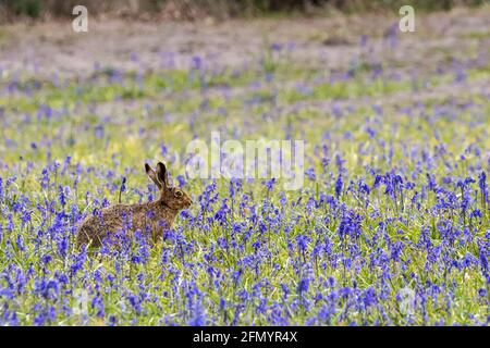 Una lepre europea, Lepus europaeus, seduta in un campo di bluebells inglesi, Hyacinthoides non-scripta. Foto Stock