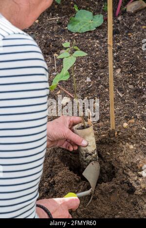 Donna che pianta fuori 'Imperatore scarleto' piante di fagiolo del corridore, cresciute in rotoli vecchi di toletta. Foto Stock