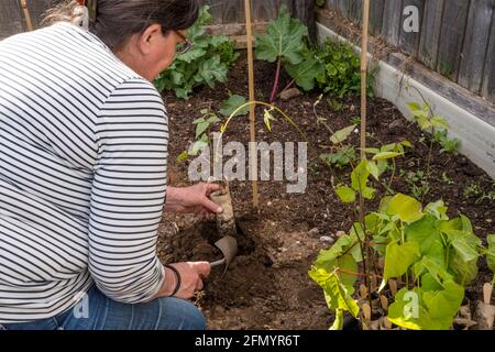 Donna che pianta fuori 'Imperatore scarleto' piante di fagiolo del corridore, cresciute in rotoli vecchi di toletta. Foto Stock