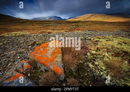 Lichene arancione su rocce e paesaggi drammatici, aperti e vasti nel parco nazionale di Dovrefjell, Dovre kommune, Norvegia, Scandinavia. Foto Stock