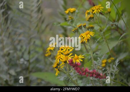 Bella vista della montagna andando a Manimahesh Yatra Foto Stock