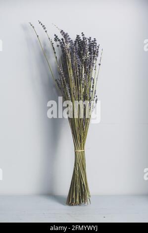 Bouquet asciutto di lavanda isolato su sfondo grigio. Spazio di copia Foto Stock