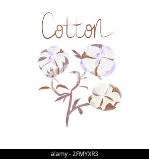 Ramo di cotone con scatola matura . Stile acquerello disegnato a mano in colori pastello e scritta Cotton. Illustrazione vettoriale isolata su un backgrou bianco Illustrazione Vettoriale