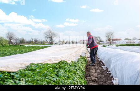 Un agricoltore raccoglie l'agrofibra spunbond bianca da una piantagione di patate. Indurimento di piante. Agroindustria, agricoltura. Coltivazioni crescenti in una stagione fredda. Utilizzare o Foto Stock