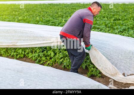 Un uomo rimuove l'agrofibra dalle piante di patata. Effetto serra per la protezione. Agroindustria, agricoltura. Coltivazioni crescenti in una stagione più fredda all'inizio. Prodotto Foto Stock