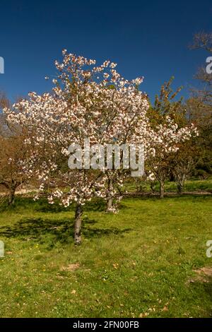 Prunus Matsumae-Fuki ciliegio e fiore Foto Stock