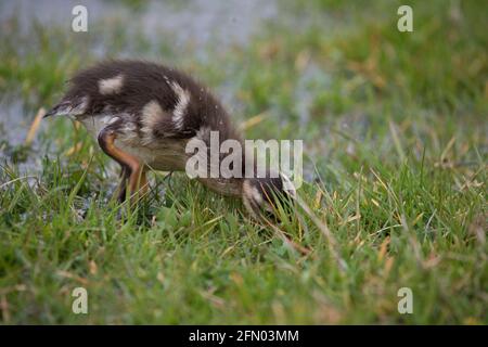 Allucciatura di Mallard in primavera, Nord Yorkshire, Regno Unito. Mallard o anatra selvatica (Anas platyrhynchos) Foto Stock