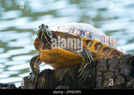 Tartaruga dal colore giallo seduta su un tronco di un albero in un laghetto, Trachemys scripta Scripta che vive negli Stati Uniti, Virigina, Florida, ma anche in Europa Foto Stock