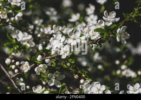 La fioritura dell'albero di Sloe in primavera - Prunus spinosa bianco fioritura albero Foto Stock