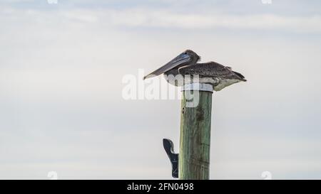 Arrostimento pelicano marrone sulla cima di un palo di banchina di legno contro cielo nuvoloso primo piano Foto Stock