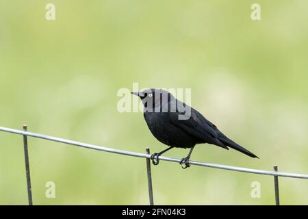 Il ricattolo di un produttore è appollaiato su una recinzione di filo vicino a Hauser, Idaho. Foto Stock