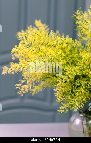 Primavera Mimosa fiori. Concetto di primavera stagione. Simbolo dell'8 marzo, felice giorno delle donne Foto Stock