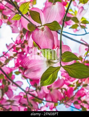 Fiore rosa su un albero di dogwood in primavera Foto Stock