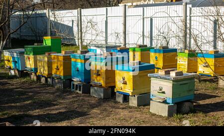 Alveari colorati in legno e plastica in estate. Apiary in piedi in cortile. Tempo freddo e ape seduta in alveare Foto Stock