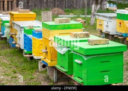 Alveari colorati in legno e plastica in estate. Apiary in piedi in cortile. Tempo freddo e ape seduta in alveare. Foto Stock