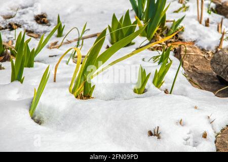 Iris shoots growing in the snow in early spring - selective focus Foto Stock