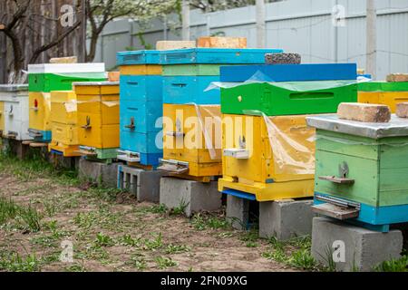 Alveari colorati in legno e plastica in estate. Apiary in piedi in cortile. Tempo freddo e ape seduta in alveare. Foto Stock