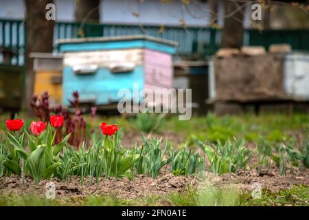 Tulipani fioriti sullo sfondo di alveari. Le api sorgono sotto gli alberi fioriti di meli. Tulipani rossi sullo sfondo di alveari. Foto Stock