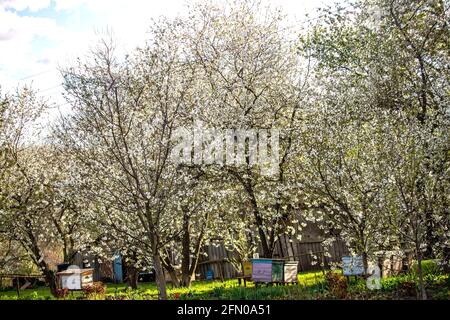 Giardino fiorito con apiary. Le api sorgono sotto gli alberi fioriti di meli. Tulipani rossi sullo sfondo di alveari. Messa a fuoco morbida. Foto Stock