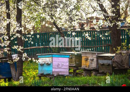 Giardino fiorito con apiary. Le api sorgono sotto gli alberi fioriti di meli. Tulipani rossi sullo sfondo di alveari. Messa a fuoco morbida. Foto Stock