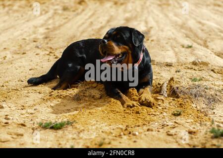 Carino Rottweiler sorridente Paula con lingua stuck-out sdraiata sul sabbia in un parco Foto Stock