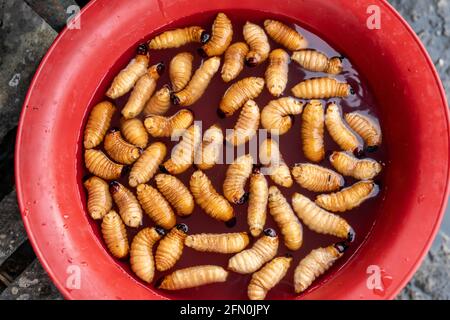 La delicatezza amazzonica sta mangiando i grubs vivi di Suri (Cocotero) Foto Stock