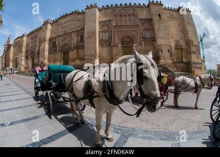 Cavallo e carrozza per i turisti, Moschea-Cattedrale di Córdoba, Córdoba, Andalusia, Spagna, Europa Foto Stock