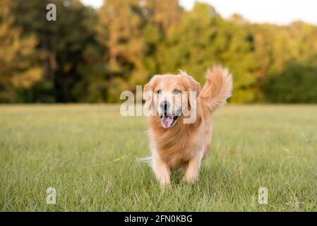 Golden Retriever cane godendo all'aperto in un grande campo di erba al tramonto, bella luce dorata Foto Stock