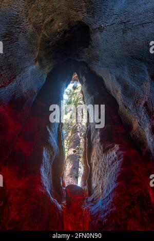 Tree Hollow in "Room Tree", Sequoia National Park, California, USA Foto Stock